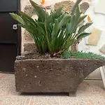 Live Arico Lagar Arico el Nuevo
